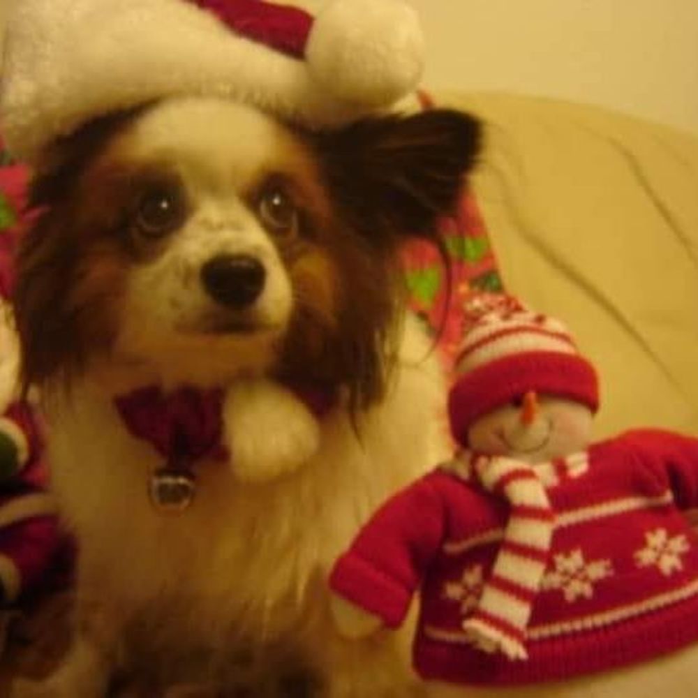 Meet your Posher, Joy